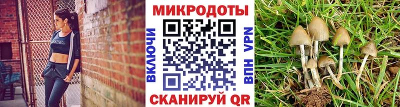 хочу   Вятские Поляны  Псилоцибиновые грибы мицелий 